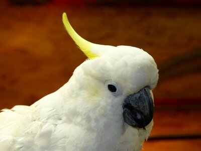 Cockatoo cacatuidae bird photo
