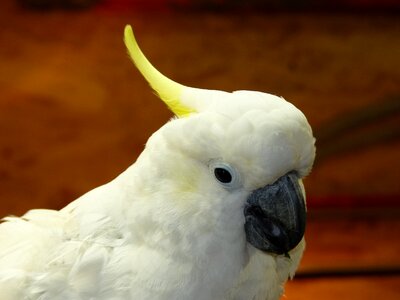 Cockatoo cacatuidae bird