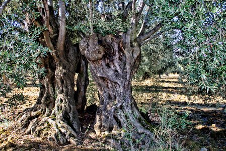 More olive the old tree olives photo