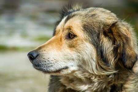 Turkey portrait dog photo