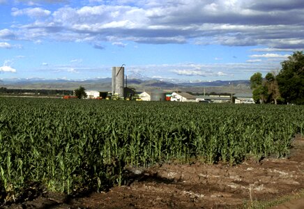 Bearing corn 
