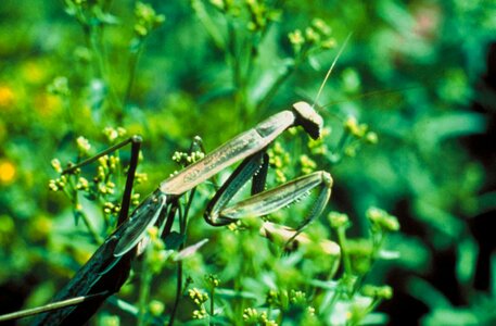 Bug greenery praying mantis photo
