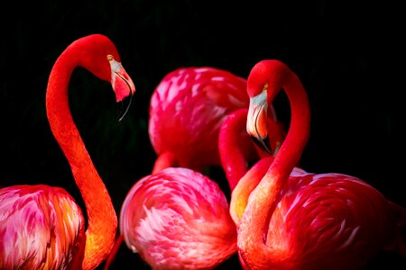 Phoenicopteriformes caribbean flamingo phoenicopterus ruber