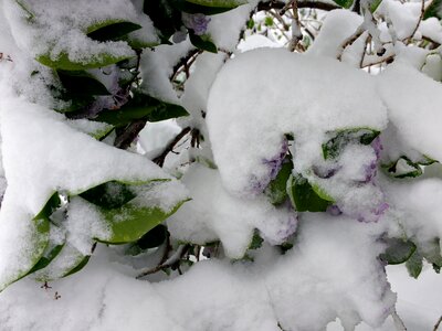Nature snow shrub photo