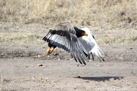 Eagle animal fly photo
