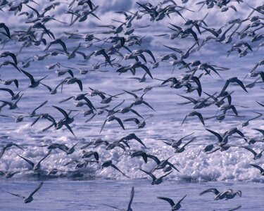 Bird flock ocean photo