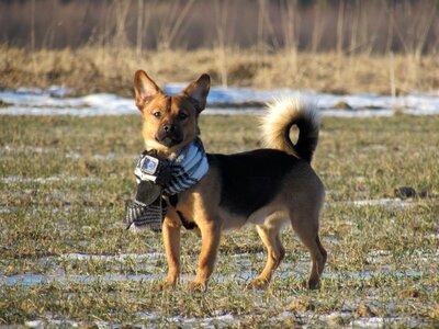 Cameradog standing far