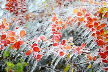 Ice winter frost