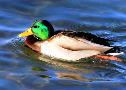Aquatic Bird beautiful photo bird