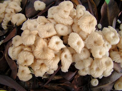 Fungus mushroom fungi plant