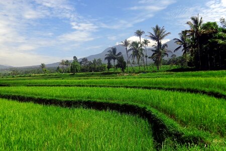 Asia green paddy