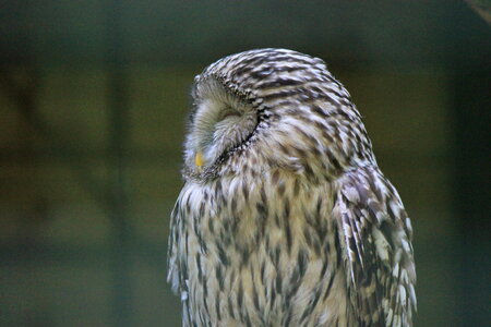 Barred owl from side photo