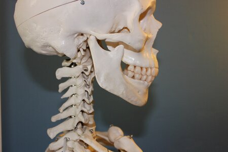Bone body human photo