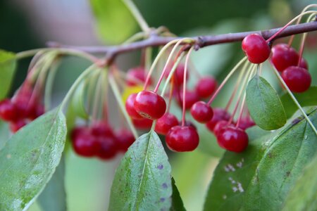 Mountain wood red berries photo