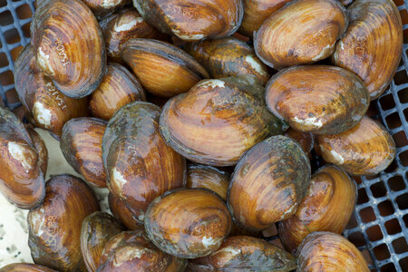 Laser engraved freshwater mussels