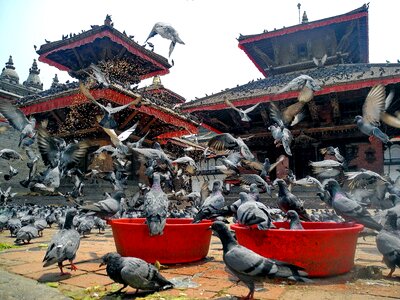 Pigeons temple architecture photo