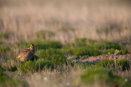 Lesser Prairie-Chicken-22 photo
