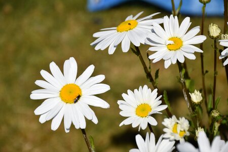 Floral spring plant