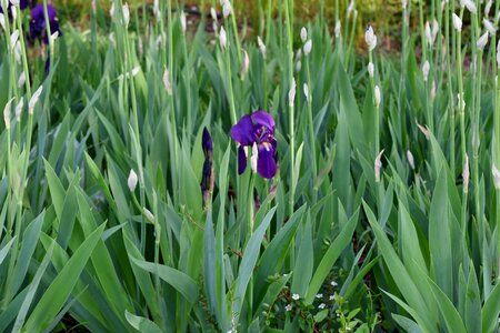 Botany horticulture iris photo