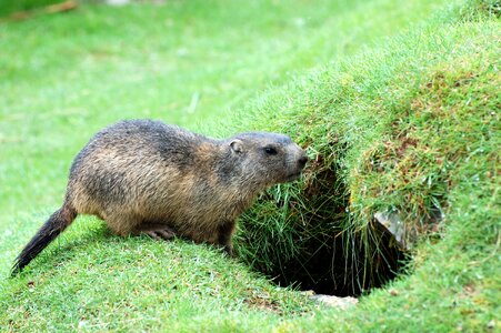 Rodents mountain meadow marmot engineering