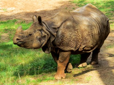 Zoo big game close up