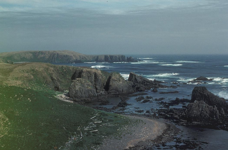 Histrionicus Histrionicus island strand