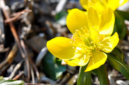 Plant flowers ground cover photo