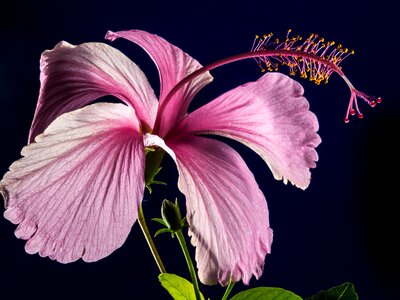 Flower pink marshmallow photo