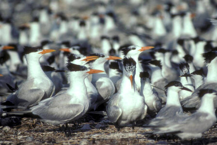 Royal Terns-1 photo