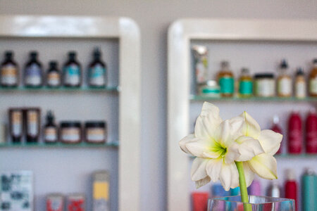White Amaryllis in Vase photo