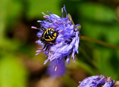 Animal arthropod beautiful flowers