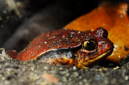Amphibian amphibians animal