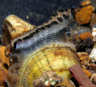 Mantle lure of the wavy-rayed lampmussel