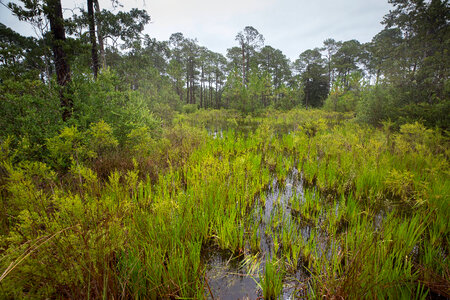 Wetland scenic-1