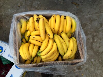 Fruit food banana photo