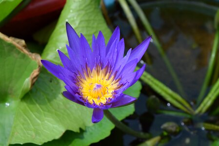 Water lily flower nymphaea