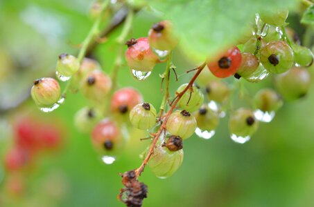Drop nature wet