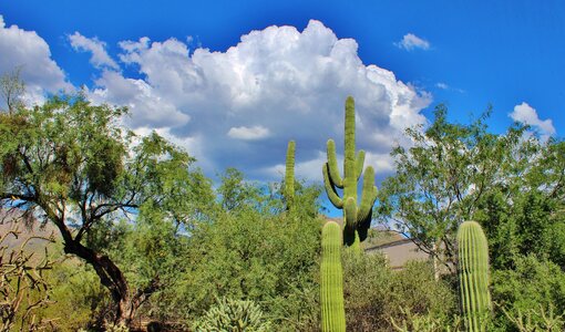 Beautiful scenery cactus