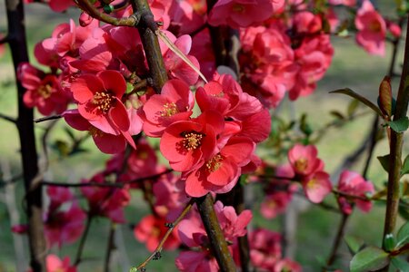 Pink pistil shrub