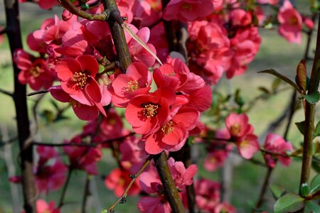 Pink pistil shrub photo