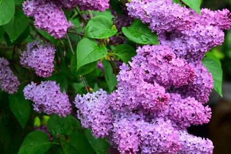 Nature spring buddleja davidii