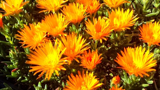 Beautiful beautiful flowers bloom