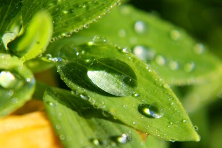 Beautiful Photo condensation dark green photo