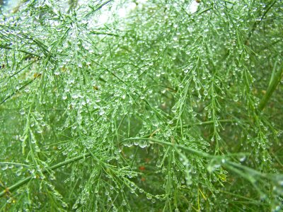 Asparagus glitter plant photo