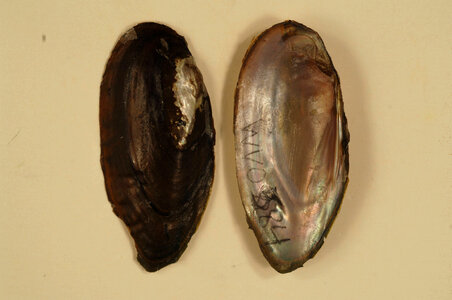 Elliptio fisheriana-3