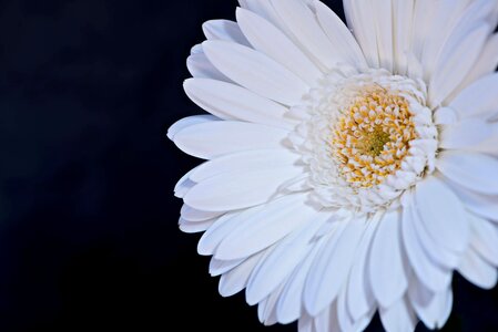 Beautiful beautiful flowers biology