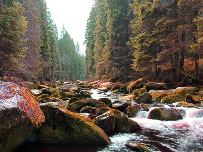 Nature south bohemia surface