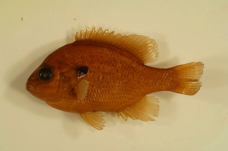 Lepomis megalotis