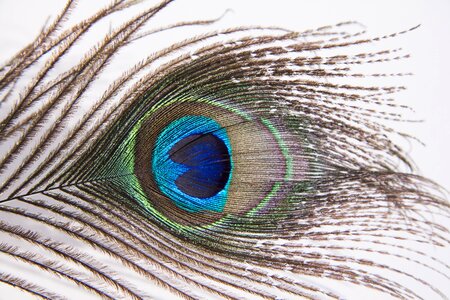 Bird feather eye colorful