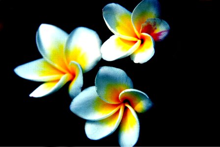 Bunch floral design